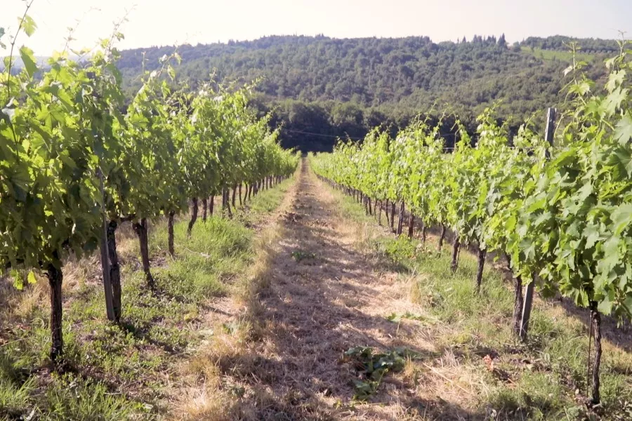 Immagine Cantine Guidi 14 Immagine Cantine Guidi 14