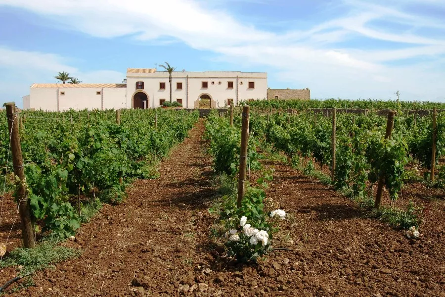 Immagine Donna Franca All Wines 8 Immagine Donna Franca All Wines 8
