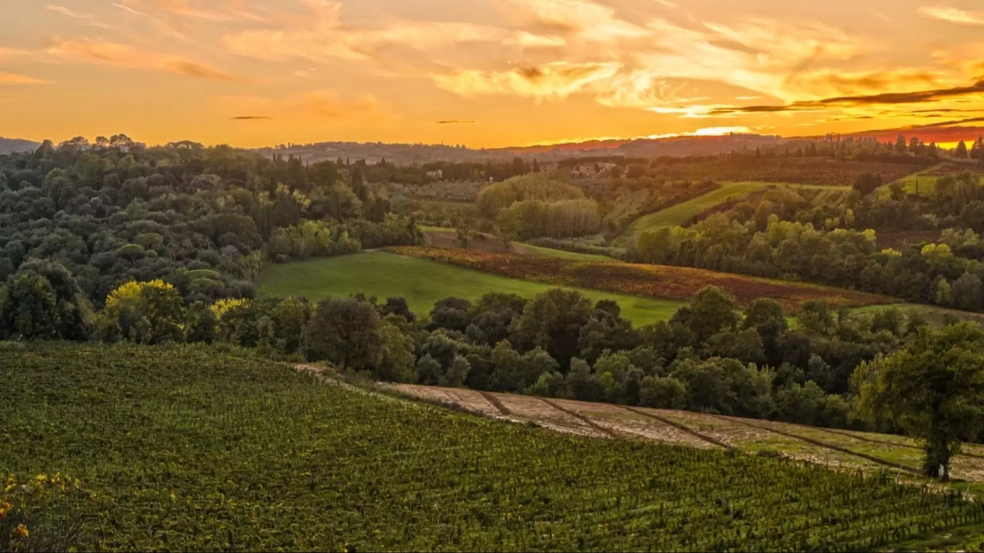 Immagine cantina tamburini