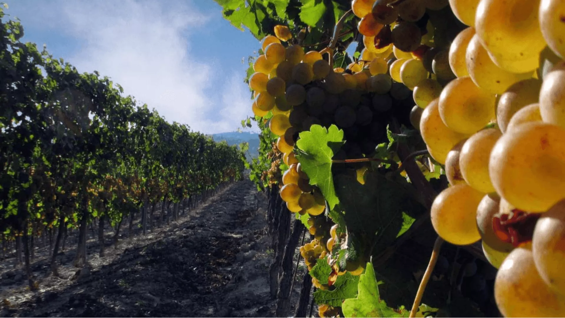 Immagine Ghio Roberto - Vigneti Piemontemare 1 Immagine Ghio Roberto - Vigneti Piemontemare 1