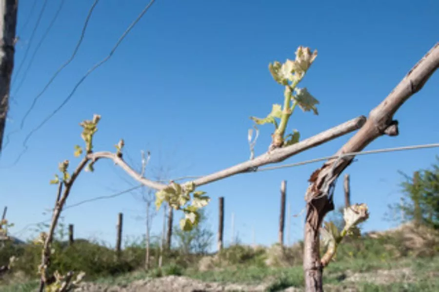 Immagine Ghio Roberto - Vigneti Piemontemare 3