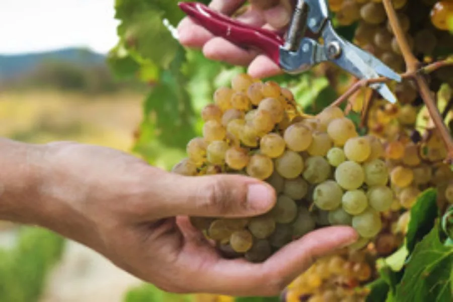 Immagine Ghio Roberto - Vigneti Piemontemare 4