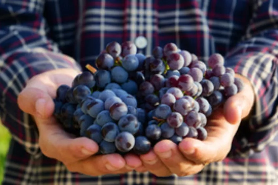 Immagine Ghio Roberto - Vigneti Piemontemare 5 Immagine Ghio Roberto - Vigneti Piemontemare 5