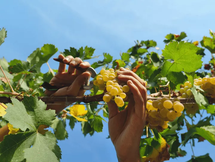 Immagine Ghio Roberto - Vigneti Piemontemare 2