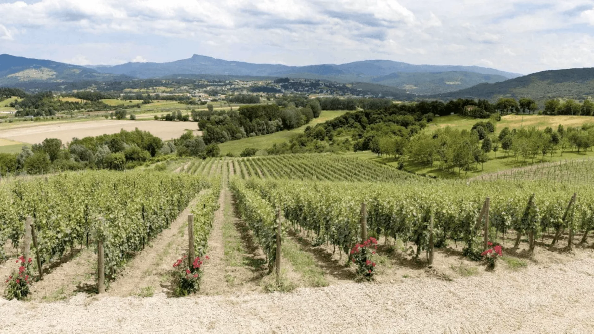 Immagine Cantina Fregnan 1 Immagine Cantina Fregnan 1