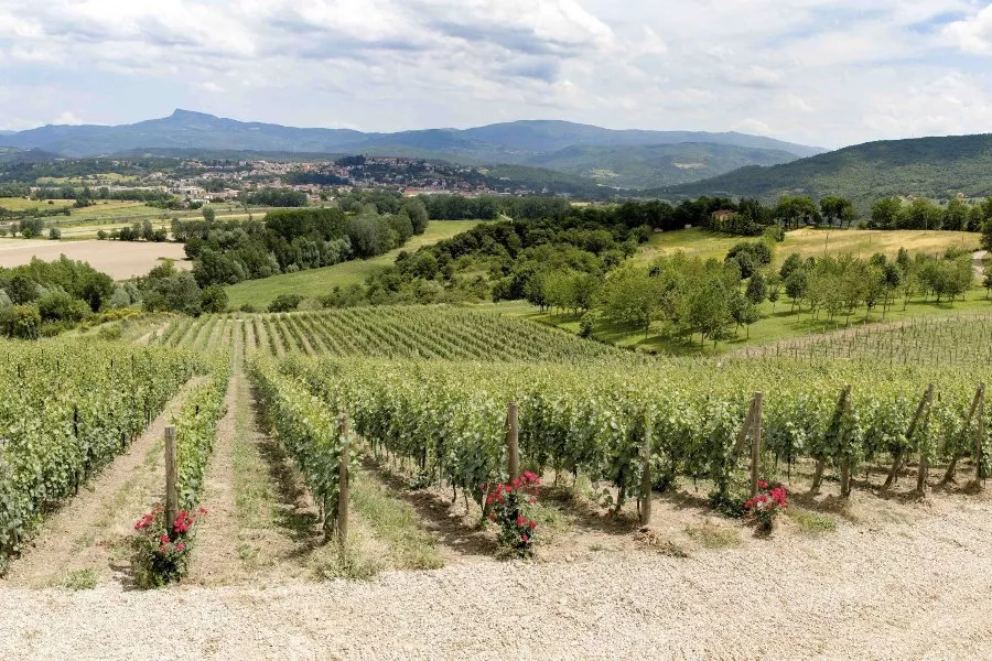 Immagine Cantina Fregnan 4 Immagine Cantina Fregnan 4