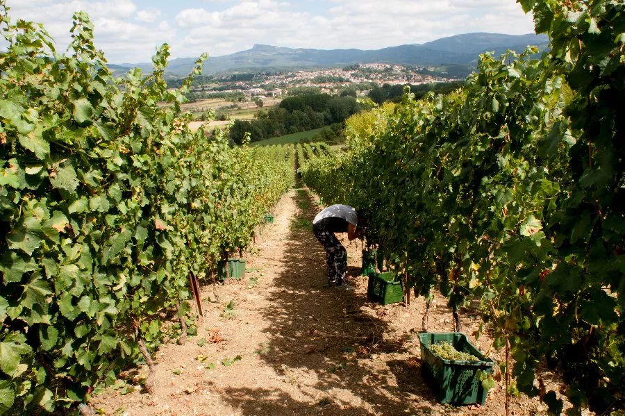 Immagine Cantina Fregnan 5 Immagine Cantina Fregnan 5