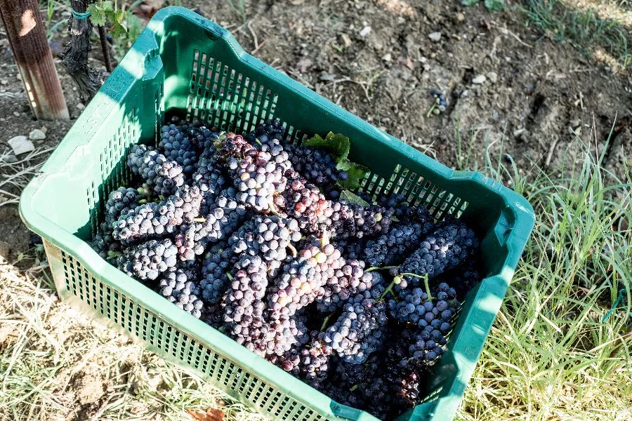 Immagine Cantina Fregnan 7 Immagine Cantina Fregnan 7