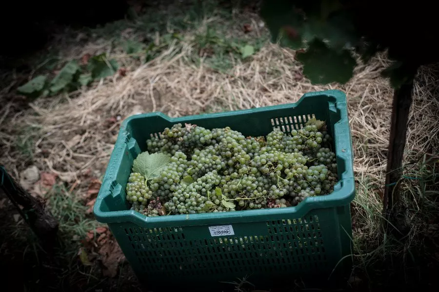 Immagine Cantina Fregnan 8 Immagine Cantina Fregnan 8