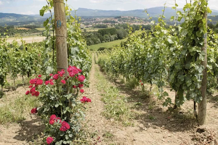 Immagine Cantina Fregnan 13 Immagine Cantina Fregnan 13