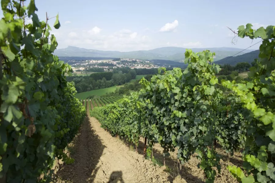 Immagine Cantina Fregnan 14 Immagine Cantina Fregnan 14