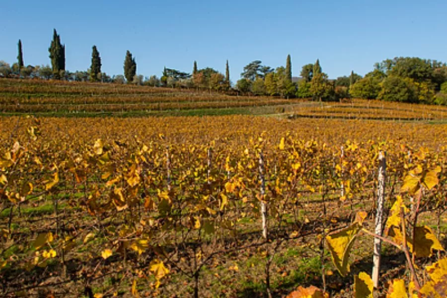 Immagine Bosio Franciacorta 3 Immagine Bosio Franciacorta 3