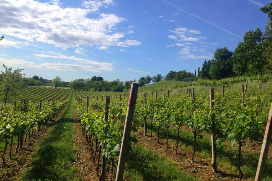 Immagine Bosio Franciacorta 5 Immagine Bosio Franciacorta 5