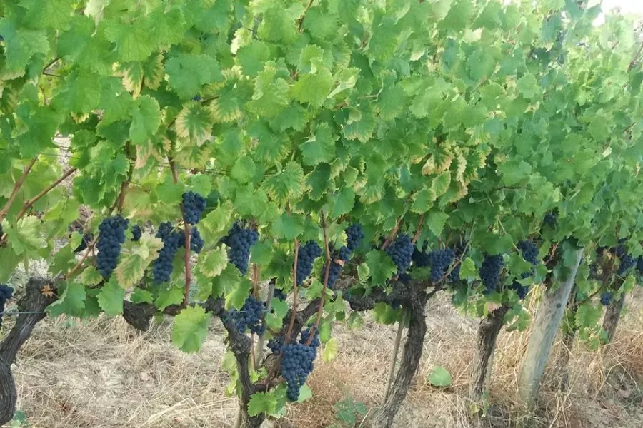 Immagine La storia di Còlpetrone in tutti i suoi vini 10 Immagine La storia di Còlpetrone in tutti i suoi vini 10