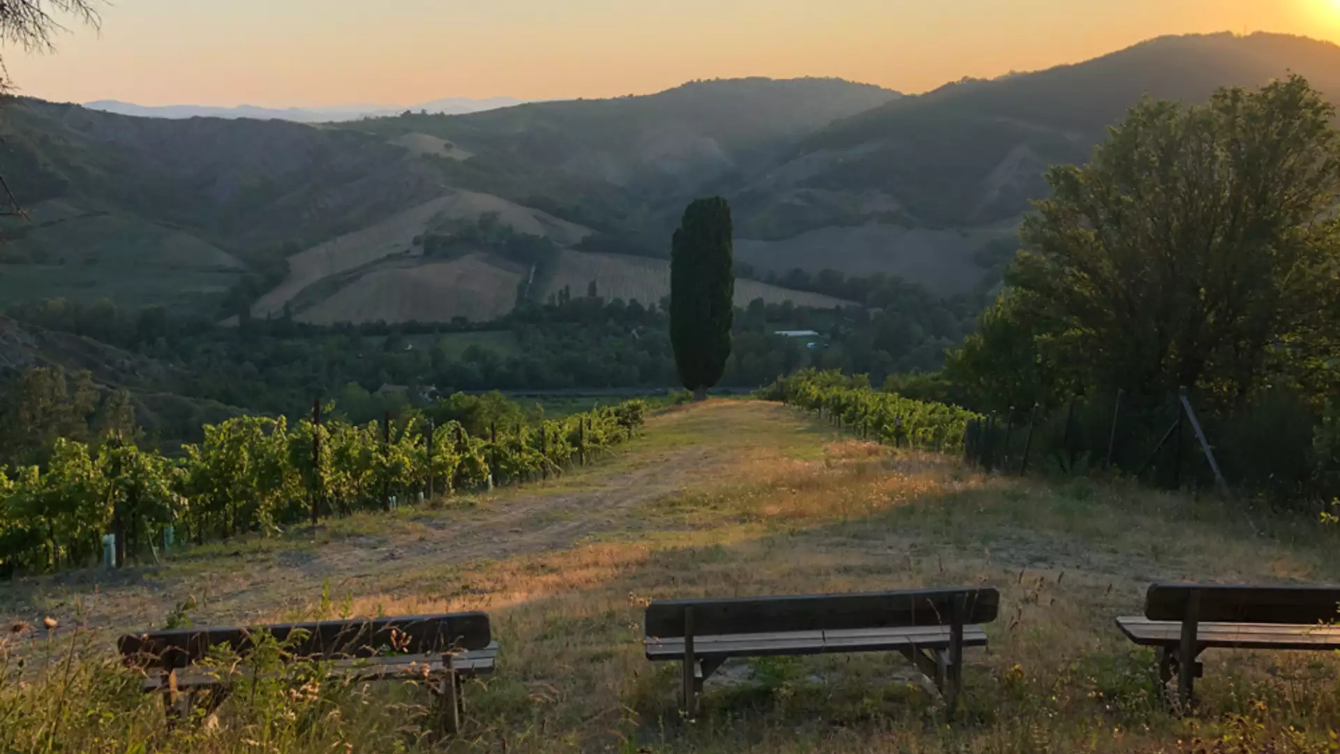 Immagine cantina Cantina Tomisa