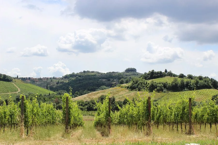 Immagine Cellar  wine tour 16