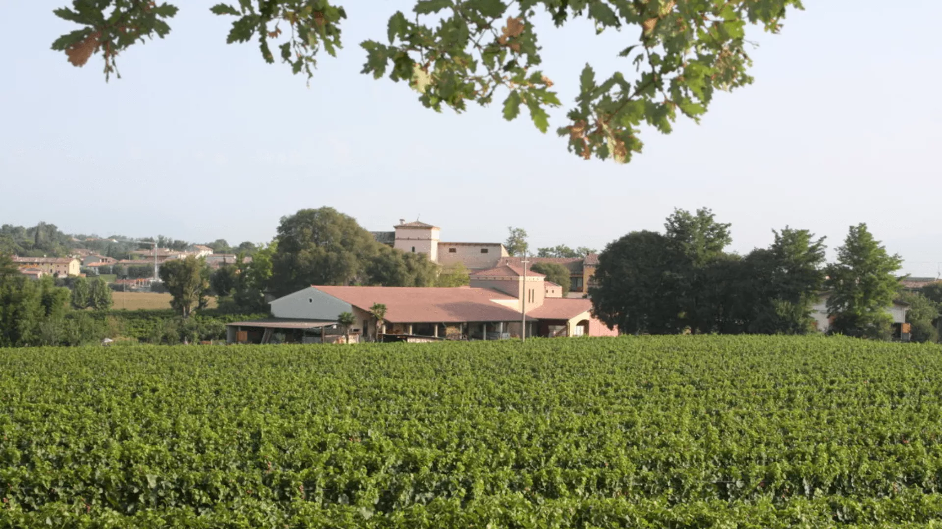 Immagine cantina Cantina Gozzi