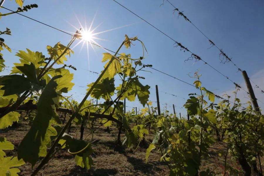 Immagine Tenuta Le Fracce 6 Immagine Tenuta Le Fracce 6