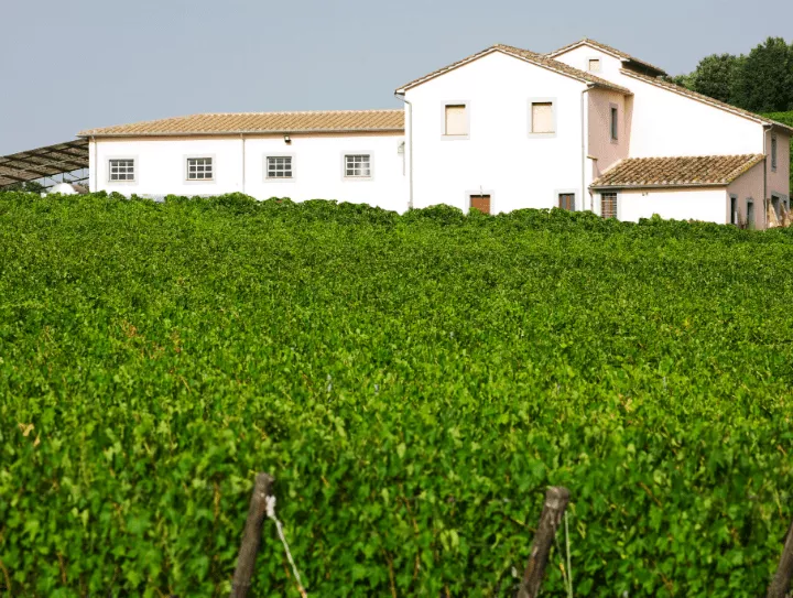 Immagine Cantina Biologica Ciucci 2 Immagine Cantina Biologica Ciucci 2