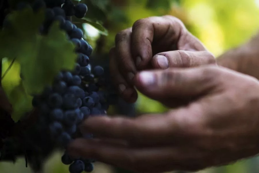 Immagine Degustazione vini e olio 11 Immagine Degustazione vini e olio 11