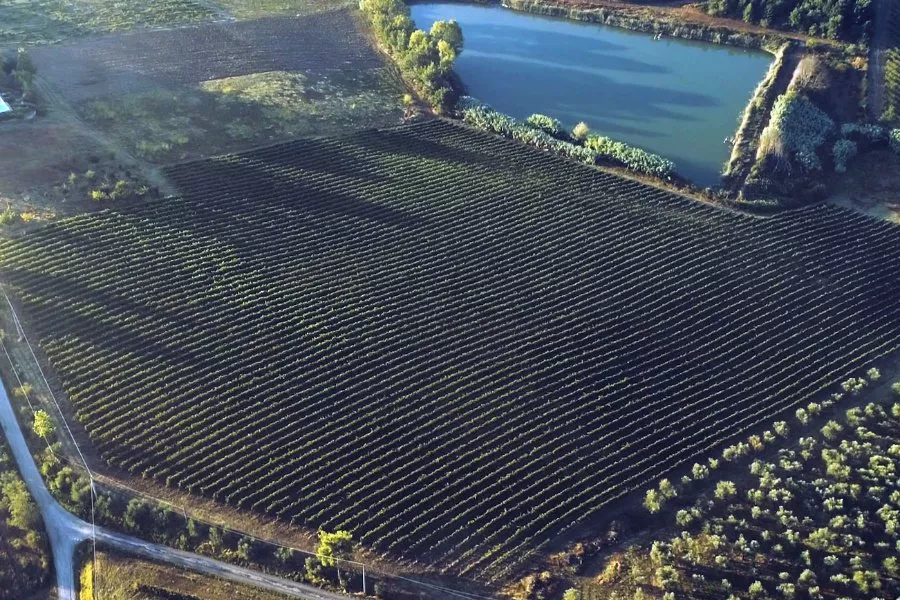 Immagine Degustazione vini e olio 16 Immagine Degustazione vini e olio 16
