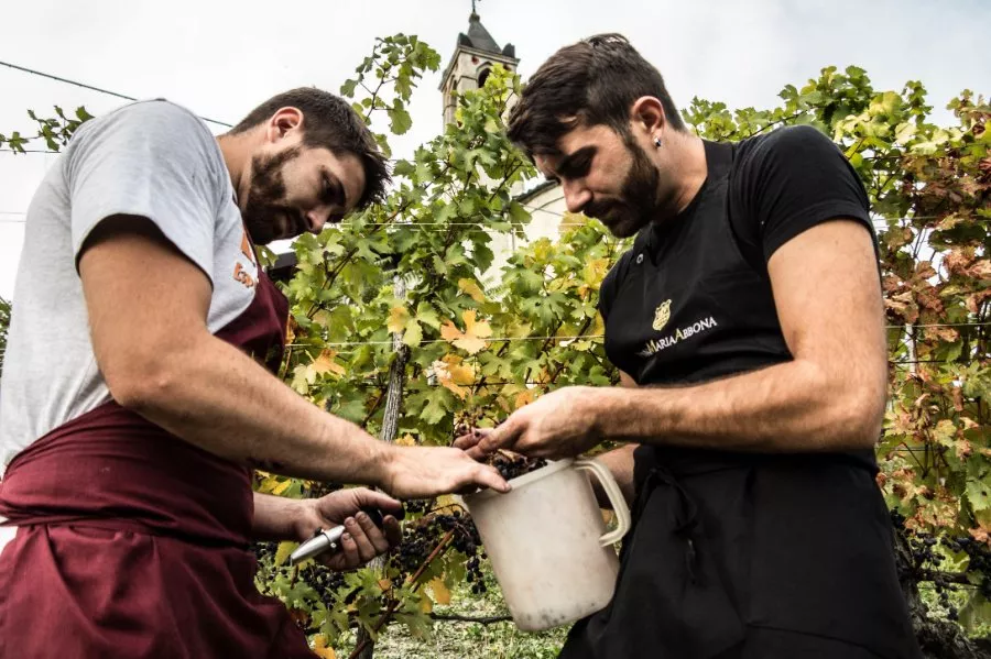 Immagine Degustazione 3 DOCG 10 Immagine Degustazione 3 DOCG 10