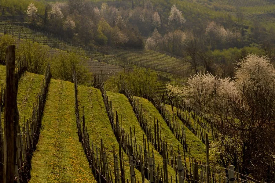 Immagine Degustazione 3 DOCG 11 Immagine Degustazione 3 DOCG 11
