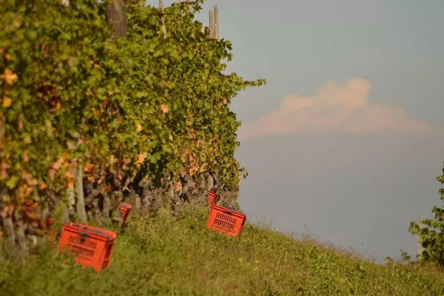 Immagine Degustazione 3 DOCG 12 Immagine Degustazione 3 DOCG 12