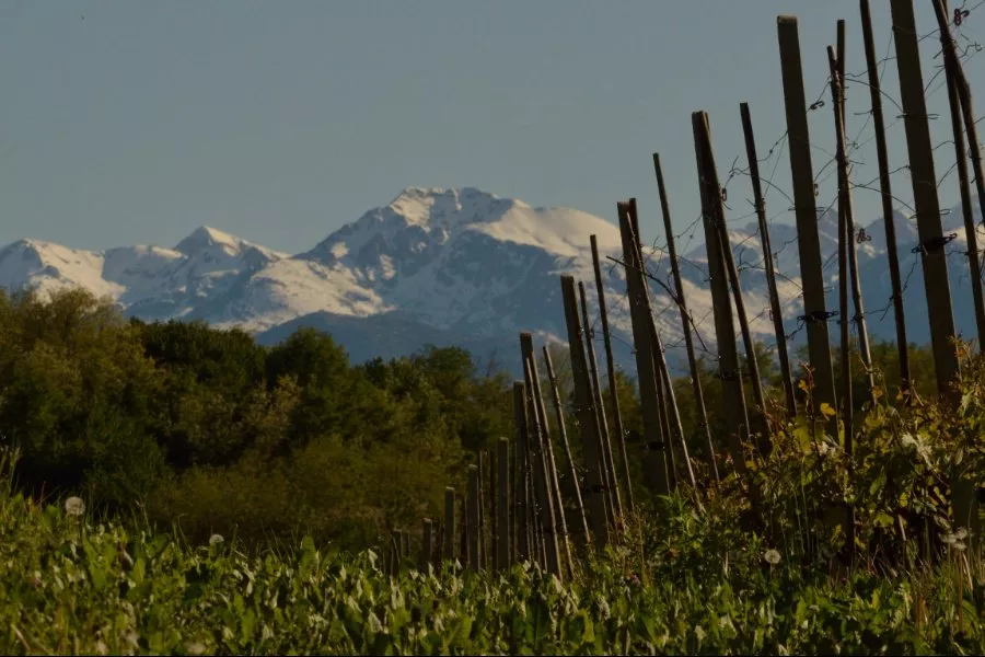 Immagine Degustazione 3 DOCG 13 Immagine Degustazione 3 DOCG 13