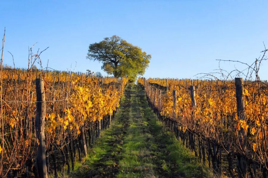 Immagine Wine tour 8 Immagine Wine tour 8