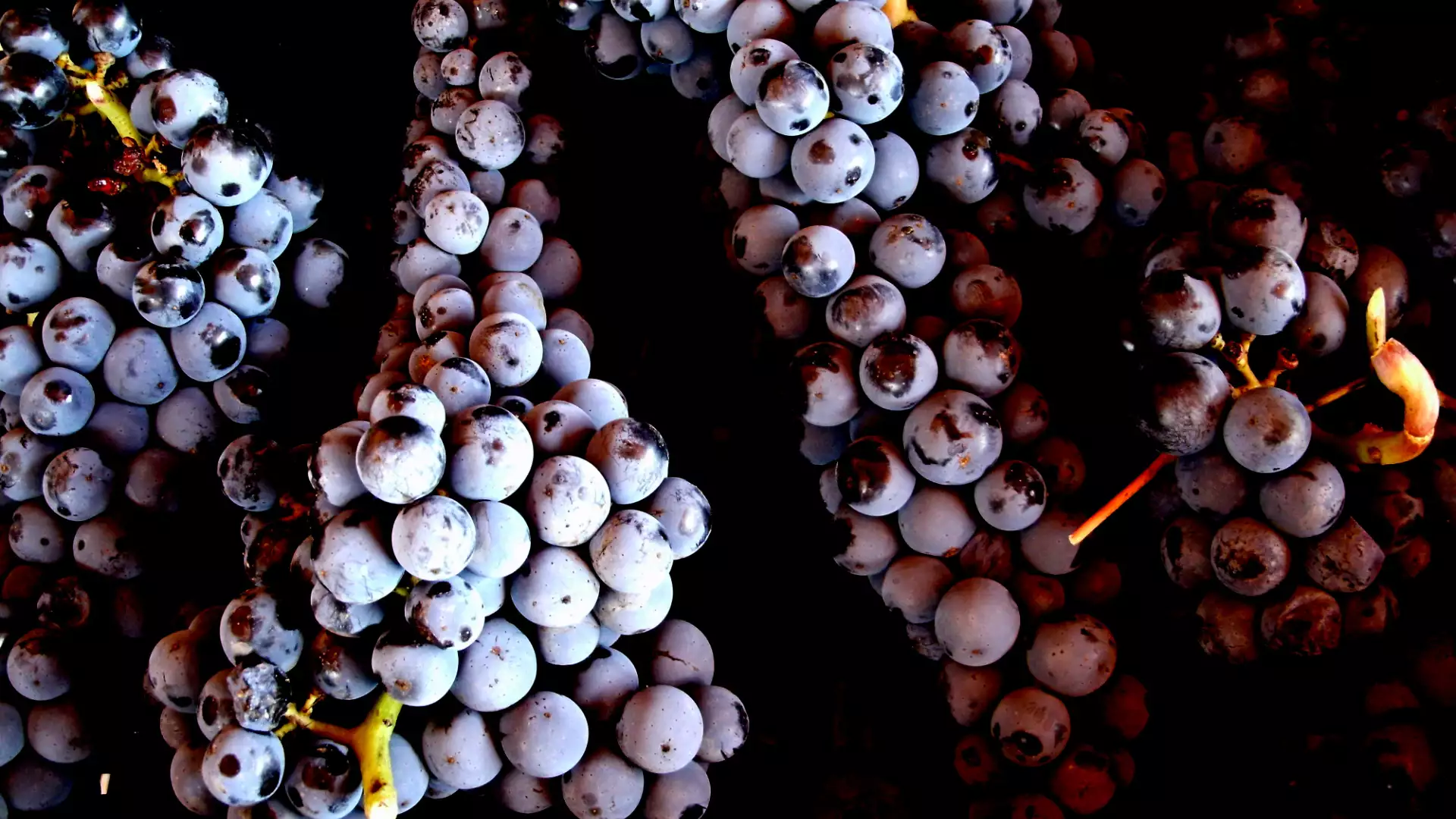 Immagine visita Alla scoperta del ciliegiolo cantina SASSOTONDO