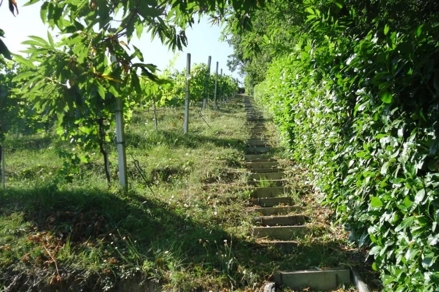 Immagine La Corona 7 Immagine La Corona 7