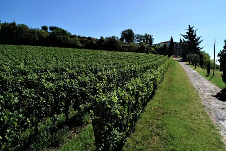Immagine Visita e degustazione 5 sensi 6