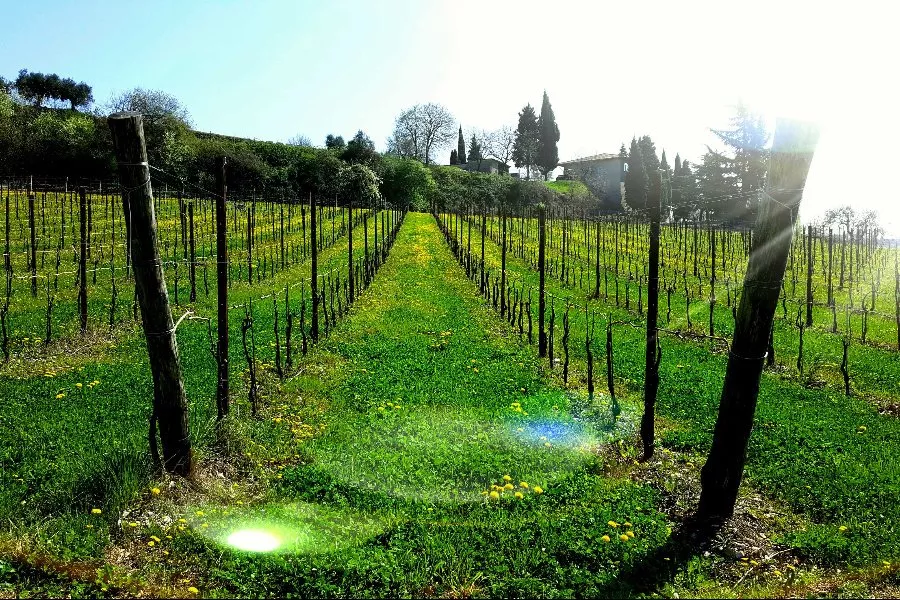 Immagine Visita con degustazione 10 Immagine Visita con degustazione 10