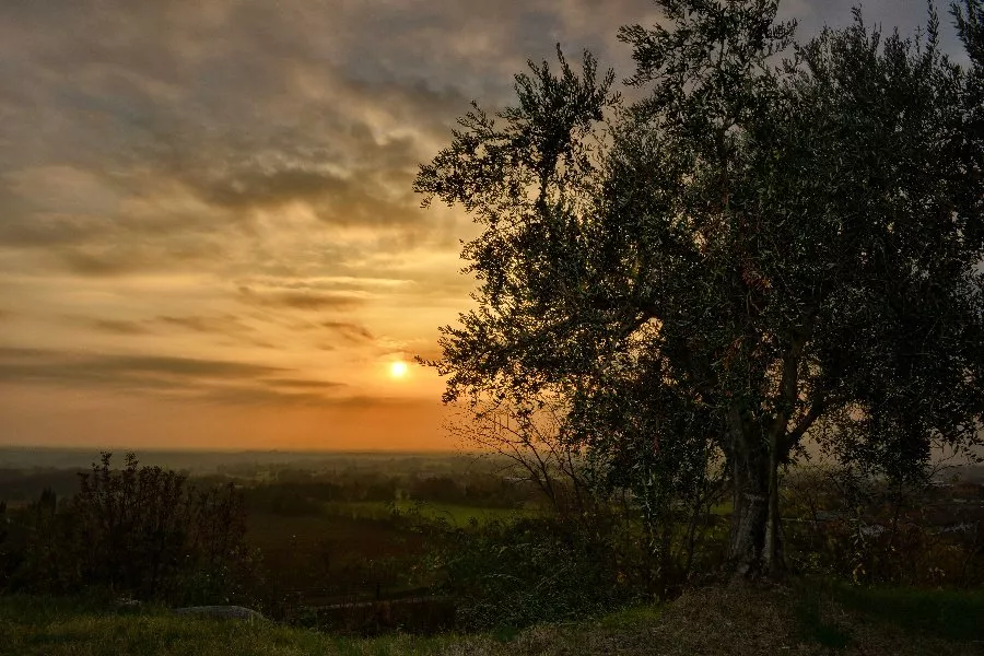 Immagine Visita con degustazione 11 Immagine Visita con degustazione 11