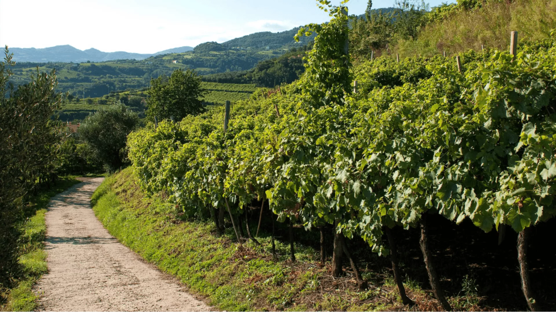 Immagine cantina CA' D'OR
