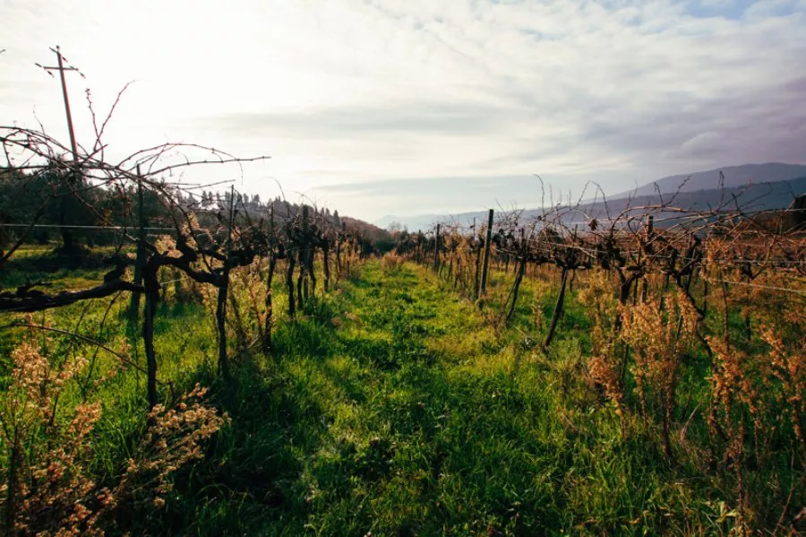 Immagine Fattoria Montereggi 4 Immagine Fattoria Montereggi 4