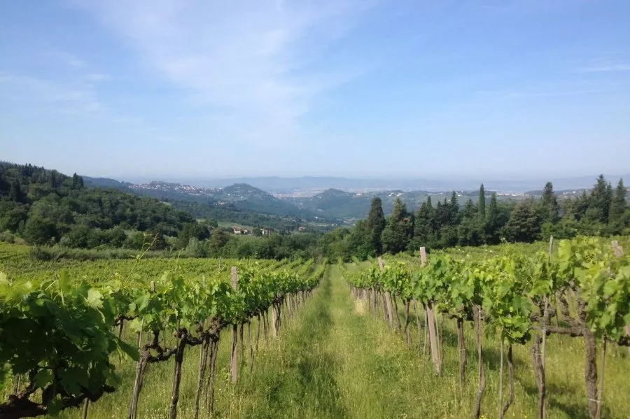 Immagine Visita con degustazione vino e olio 14 Immagine Visita con degustazione vino e olio 14