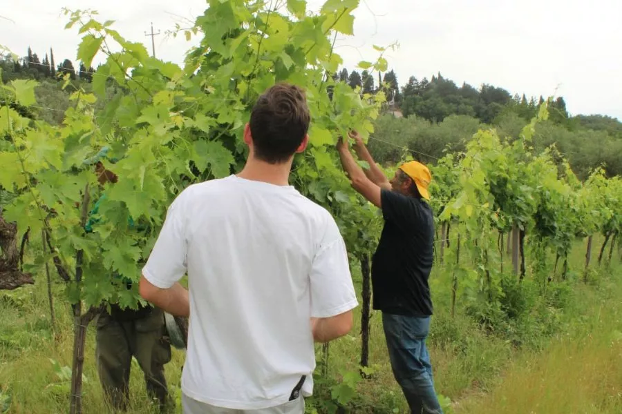 Immagine Visita con degustazione vino e olio 19 Immagine Visita con degustazione vino e olio 19