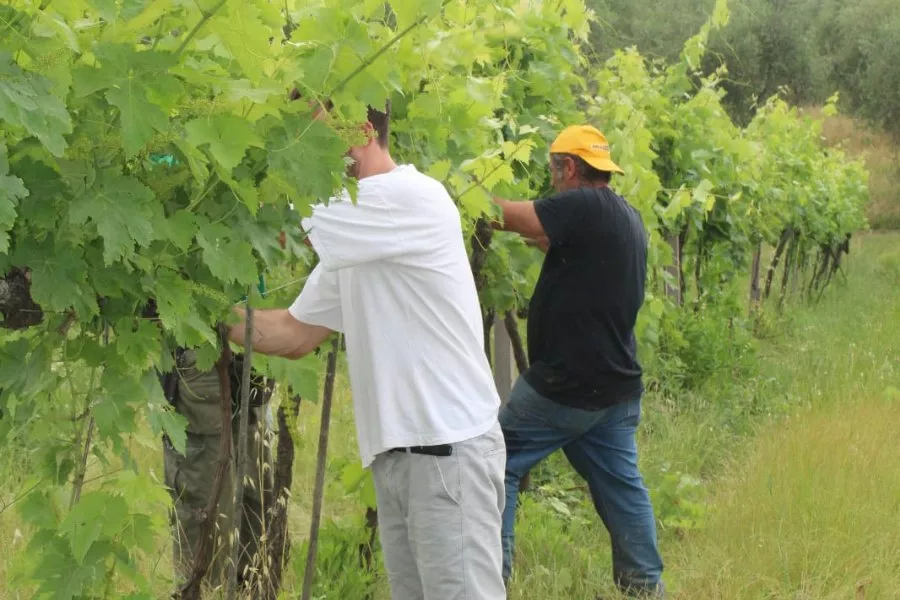 Immagine Visita con degustazione vino e olio 20 Immagine Visita con degustazione vino e olio 20