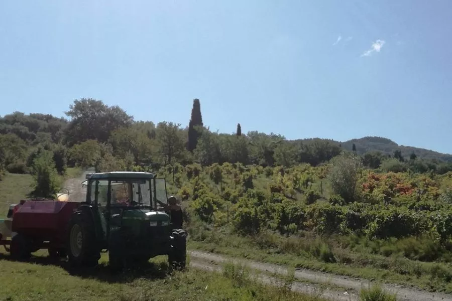 Immagine Visita con degustazione vino e olio 25 Immagine Visita con degustazione vino e olio 25
