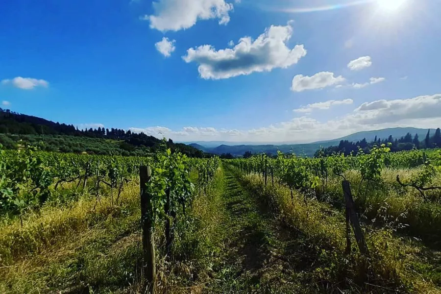 Immagine Visita con degustazione vino e olio 26 Immagine Visita con degustazione vino e olio 26
