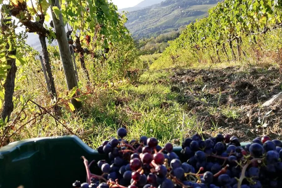 Immagine Visita con degustazione vino e olio 29 Immagine Visita con degustazione vino e olio 29