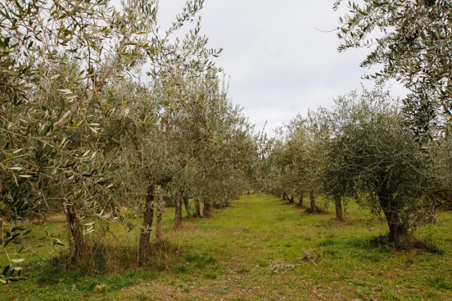 Immagine Visita con degustazione vino e olio 30 Immagine Visita con degustazione vino e olio 30