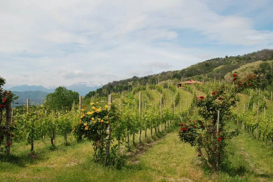 Immagine Sapori tra Boca e la Valsesia 11 Immagine Sapori tra Boca e la Valsesia 11