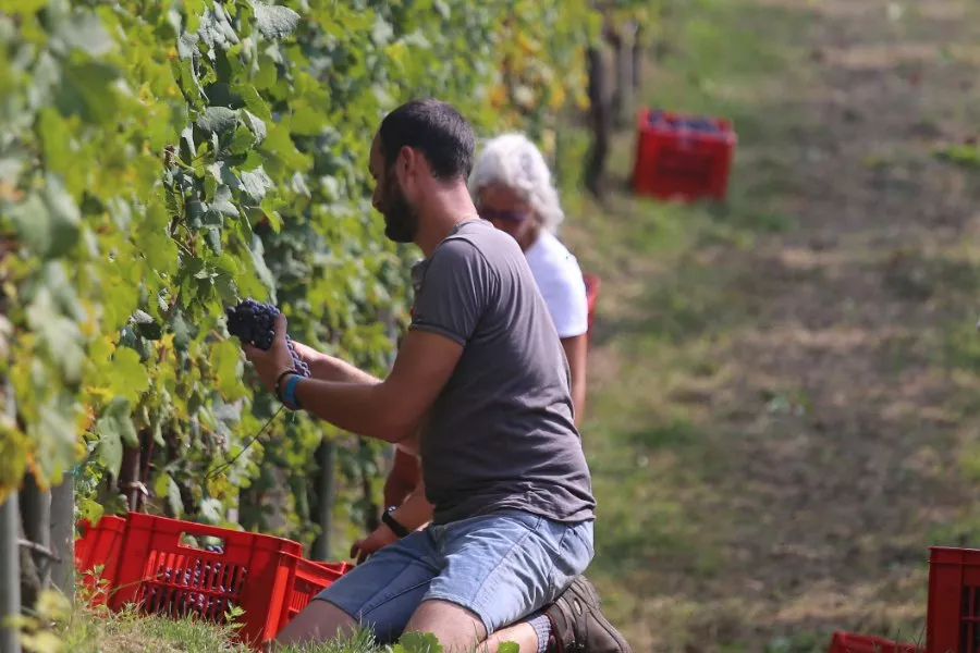 Immagine Sapori tra Boca e la Valsesia 13 Immagine Sapori tra Boca e la Valsesia 13