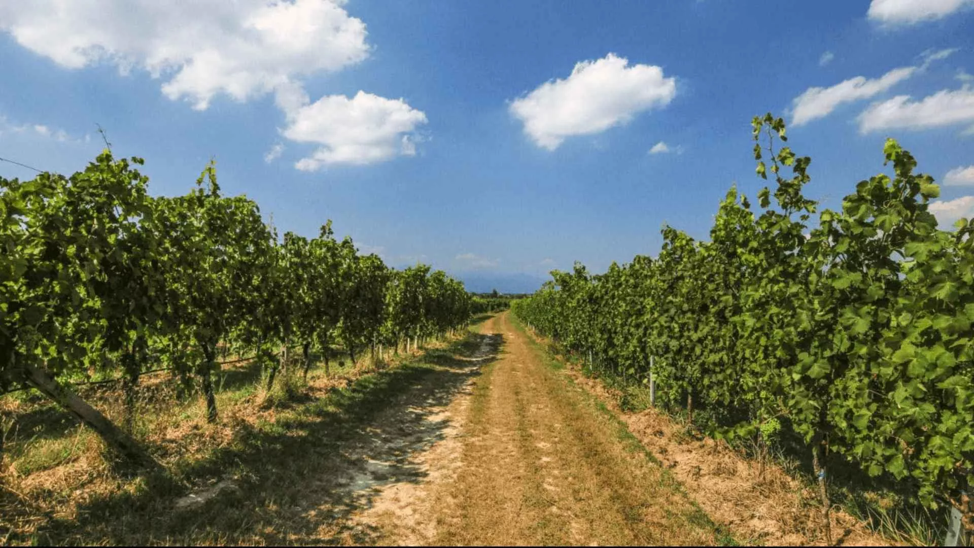 Immagine Cantina Ceresa 1 Immagine Cantina Ceresa 1