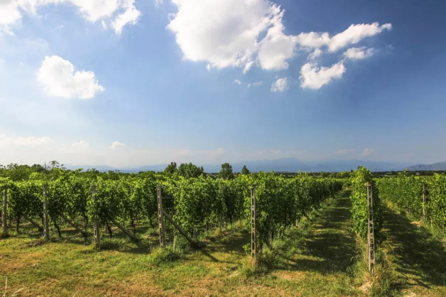 Immagine Quattro vini Lugana e dintorni 7 Immagine Quattro vini Lugana e dintorni 7