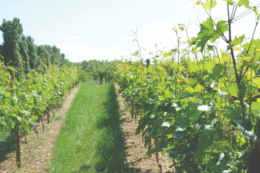 Immagine Azienda agricola Priore 7