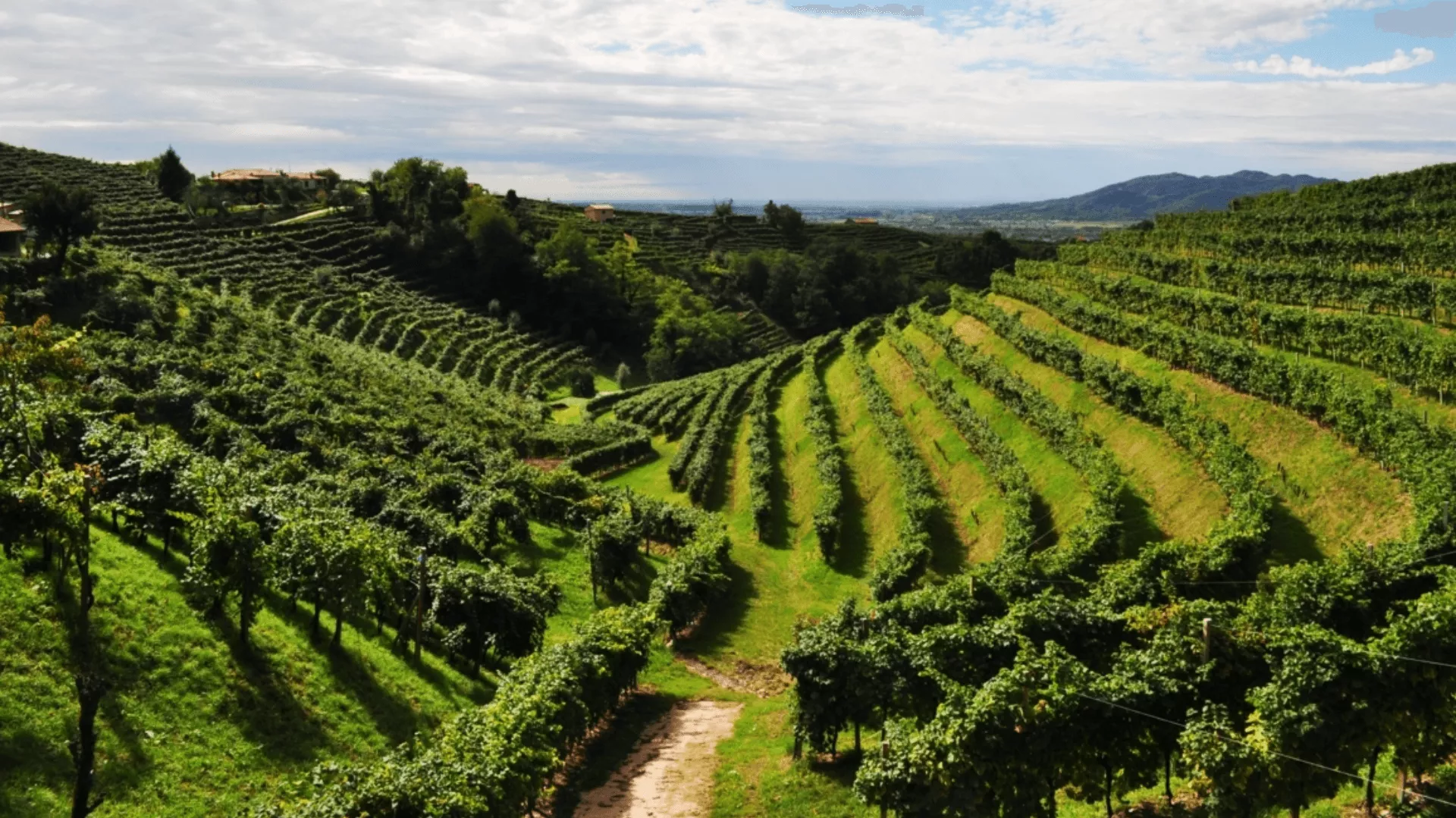 Immagine cantina Az. Agricola Tanoré